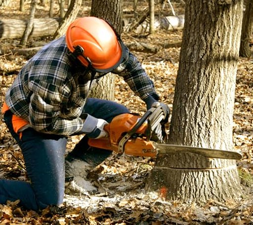 Tree Removal in Lurgan, PA